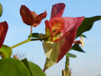 RSCN4412.JPG