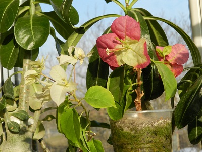 RSCN4411.JPG