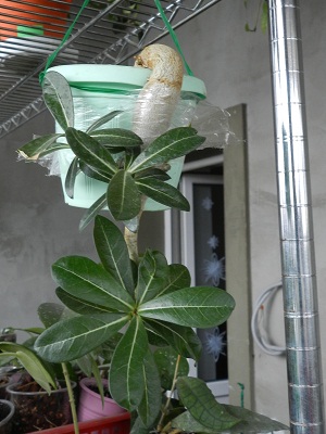 RSCN4525.JPG
