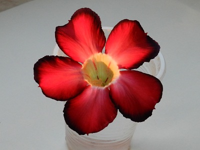 RSCN3583.JPG