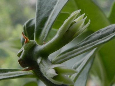 RSCN6549.JPG