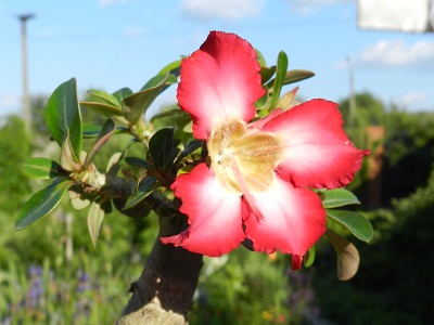 RSCN6679.JPG