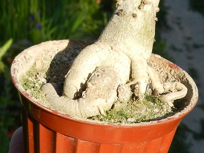 RSCN6681.JPG