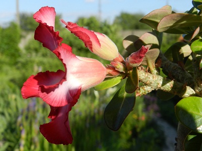 RSCN6682.JPG