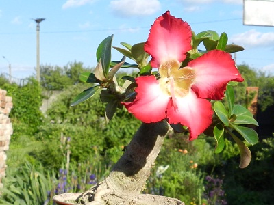 RSCN6683.JPG