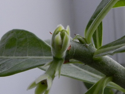 RSCN8009.JPG