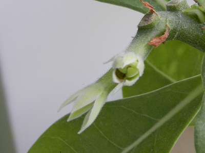 RSCN8031.JPG