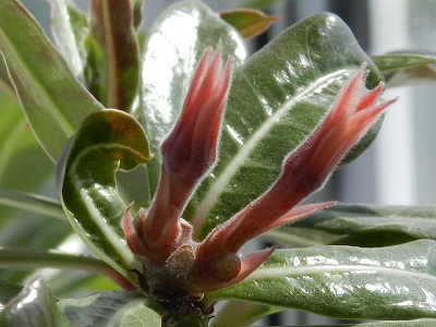 RSCN8034.JPG