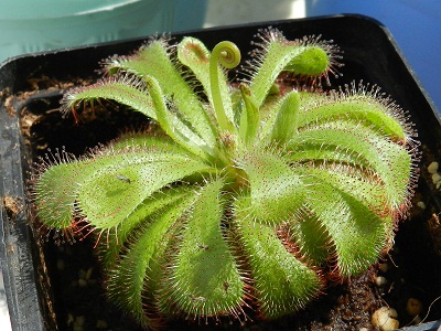RSCN8050.JPG