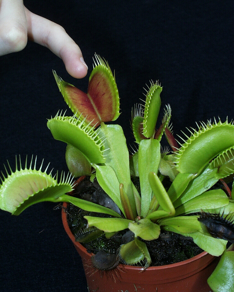 dionaea11.jpg