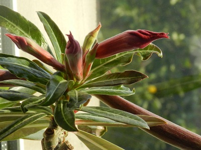 RSCN9592.JPG