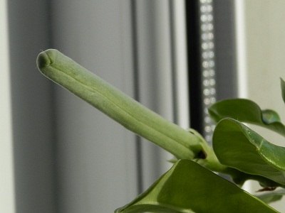 RSCN9602.JPG