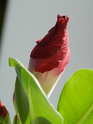RSCN9671.JPG