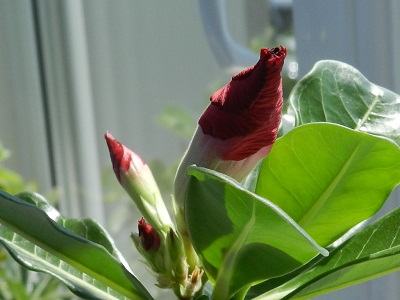 RSCN9668.JPG