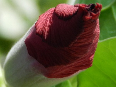 RSCN9669.JPG