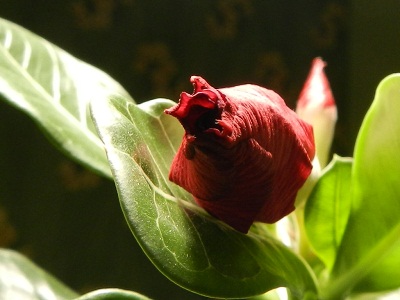 RSCN9691.JPG