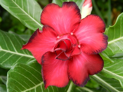 RSCN9745.JPG