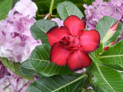 RSCN9744.JPG