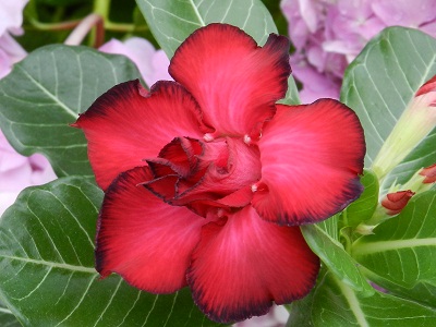 RSCN9741.JPG