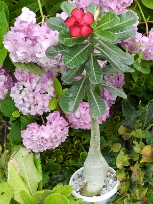 RSCN9740.JPG