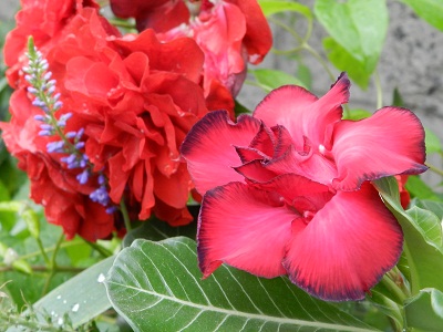 RSCN9739.JPG