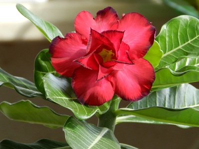 RSCN9794.JPG