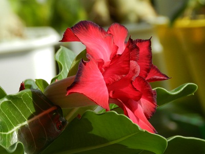 RSCN9791.JPG