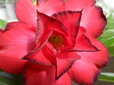 RSCN9790.JPG