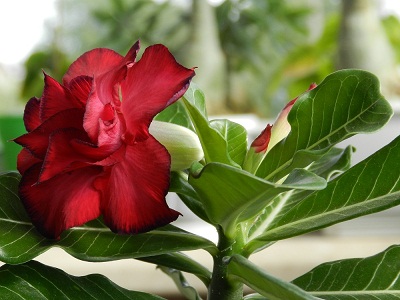 RSCN9789.JPG