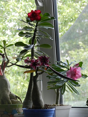 DSCN9783.JPG