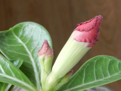 RSCN9916.JPG