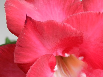 RSCN9928.JPG