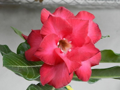 RSCN9929.JPG