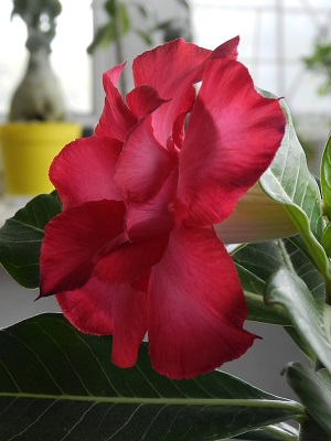 RSCN9930.JPG