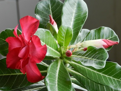 RSCN9931.JPG