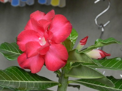RSCN9947.JPG