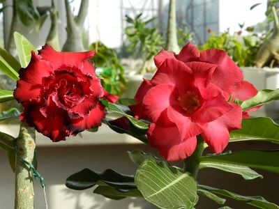 RSCN0142.JPG