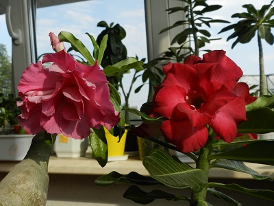 RSCN0141.JPG