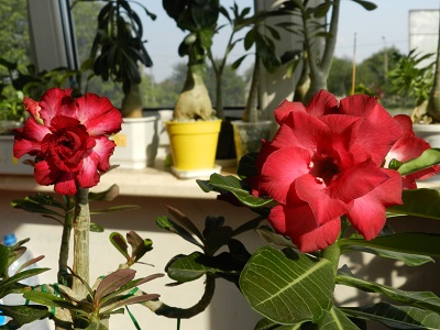 RSCN0140.JPG