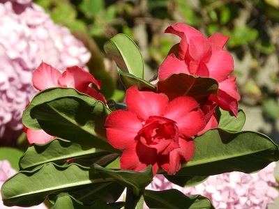 RSCN0158.JPG