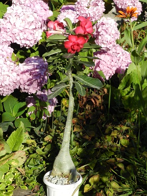 RSCN0159.JPG