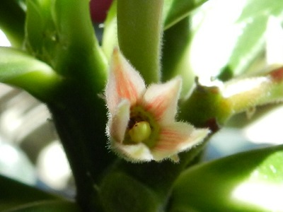 RSCN0223.JPG