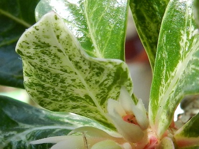 RSCN0231.JPG