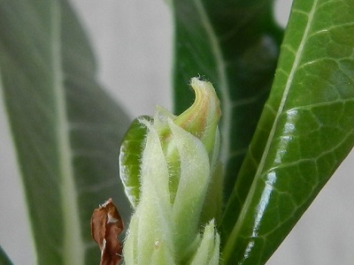 RSCN0301.JPG