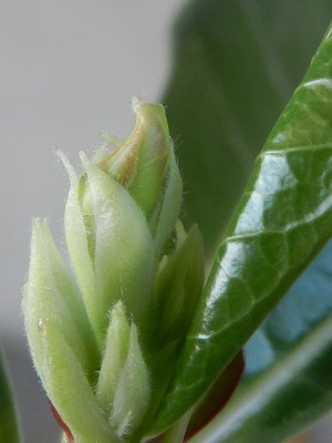 RSCN0308.JPG