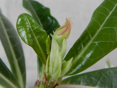RSCN0071.JPG