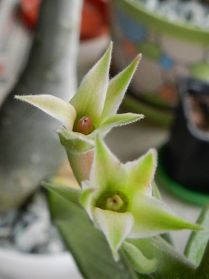 RSCN0334.JPG