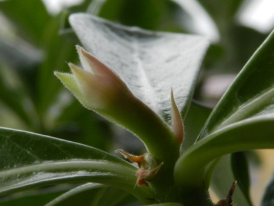 RSCN0342.JPG