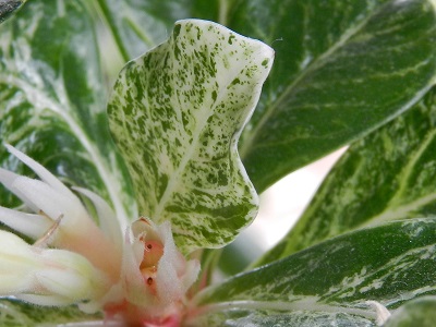 RSCN0352.JPG
