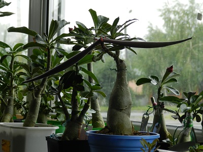 RSCN0143.JPG